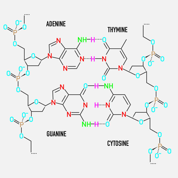 DNA molecule structure