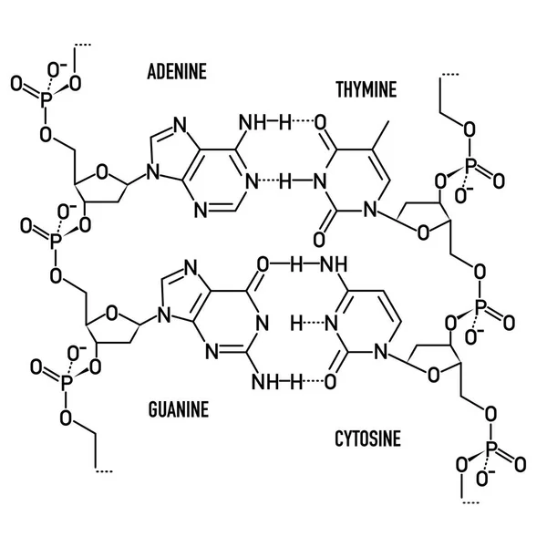 Estructura de la molécula de ADN — Archivo Imágenes Vectoriales
