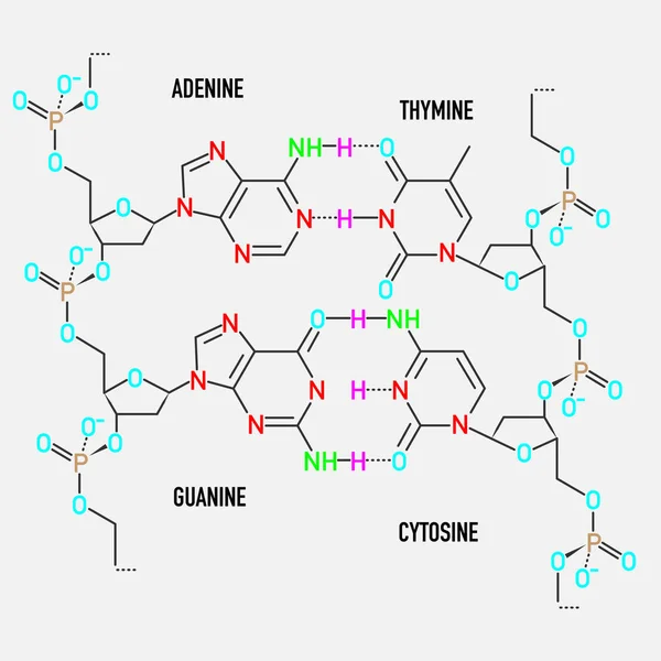 Estructura de la molécula de ADN — Archivo Imágenes Vectoriales