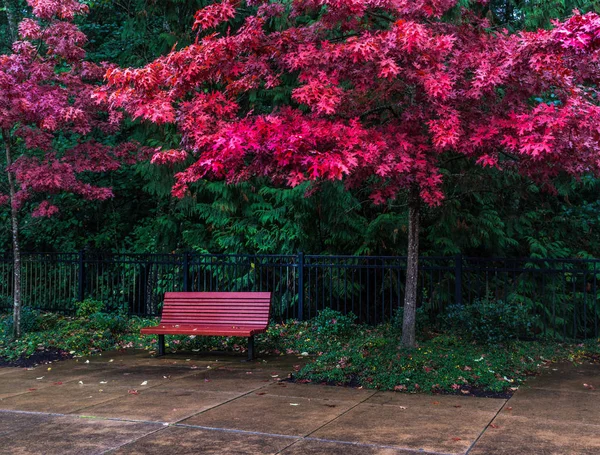 Banc Rouge Sous Les Couleurs Automne Jour Pluie Photos De Stock Libres De Droits