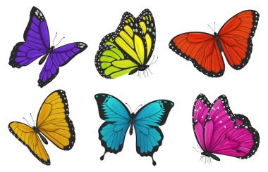 Set of colorful butterflies. Vector illustration. clipart