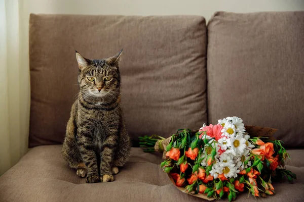 Een ontevreden Tabby kat zit op de bank naast bloemen — Stockfoto