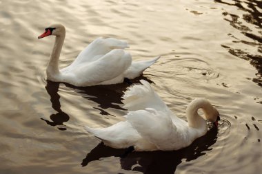 İki vahşi kuğu gölde yüzüyor..