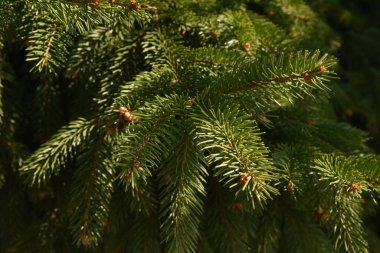 Ağaçta çam kozalağı