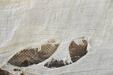 Kurutulmuş balıklara yakın durun.