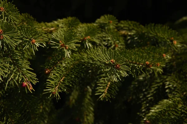 Pine Cone Tree — Stock Photo, Image