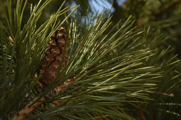 Cono Pino Árbol — Foto de Stock