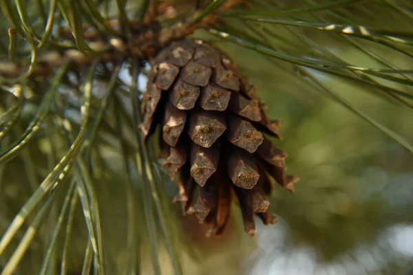 Dennenappel Boom — Stockfoto