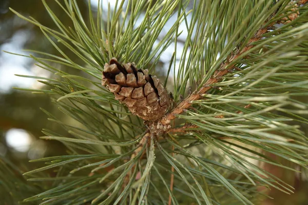 Pine Cone Tree — Stock Photo, Image