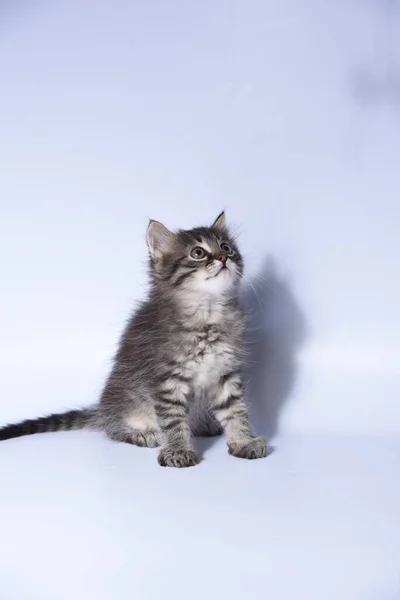 Beyaz Arka Planda Kedi Yavrusu — Stok fotoğraf