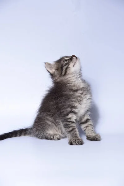 Котенок Белом Фоне — стоковое фото