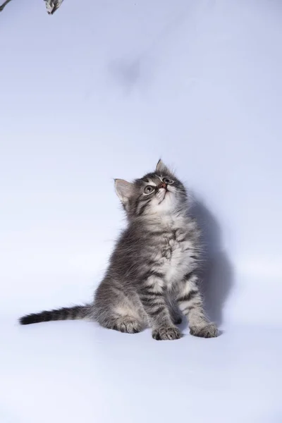 Kätzchen Auf Weißem Hintergrund — Stockfoto