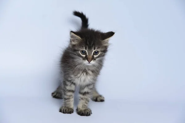 Gatito Sobre Fondo Blanco —  Fotos de Stock