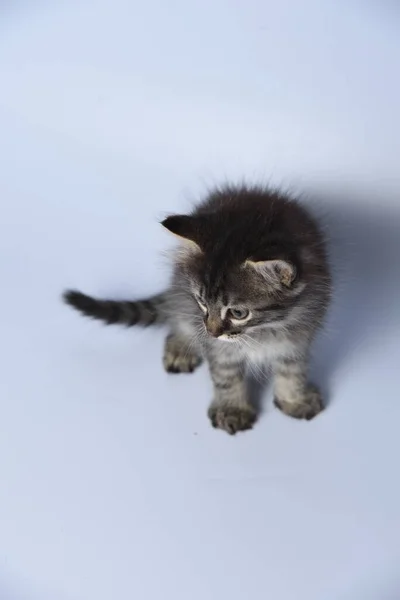 Anak Kucing Pada Latar Belakang Putih — Stok Foto