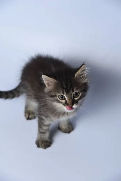 Kitten White Background — Stock Photo, Image