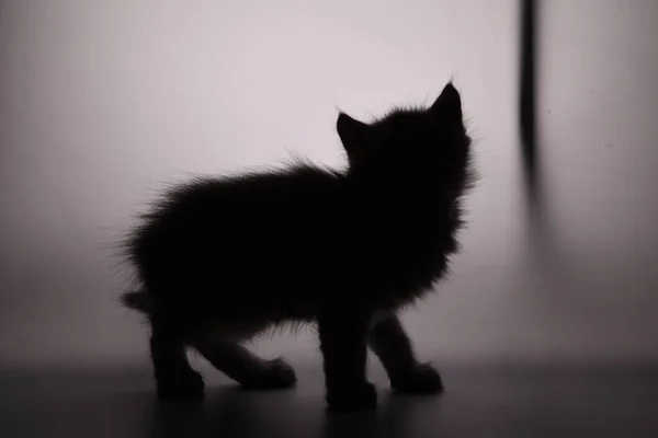 Czarny Kot Czarnym Tle — Zdjęcie stockowe