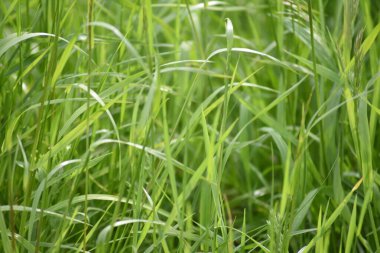 Taze yeşil çimenler