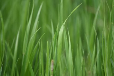 Taze yeşil çimenler