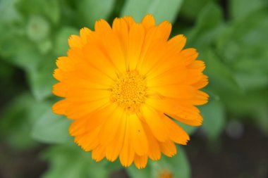 sarı calendula çiçeği