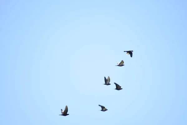 Aves Voo — Fotografia de Stock