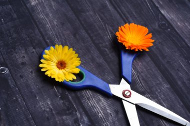 Renkli çiçekler ve makas arka plandaki çiçekçileri hazırlamak için.