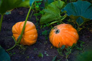Bahçede iki balkabağı