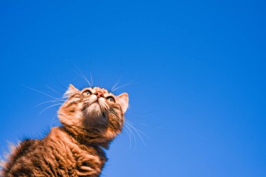 Güneş ışığında mavi arka planda gri bir kedi. Gökyüzündeki kedi. Evcil hayvan. Güzel kedi yavrusu. metin için yer