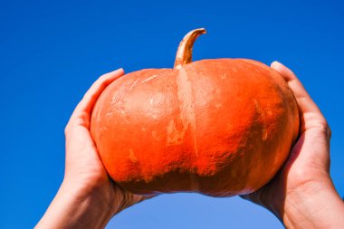 Uzayı kopyala Mavi gökyüzünün arka planına karşı ellerinde turuncu balkabağı.