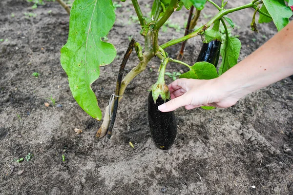Bir seradaki çalıların üzerinde yetişen olgun siyah patlıcan. Bahçıvan elindeki kırmızı biberin kalitesini kontrol eder. ev bahçesi konsepti.