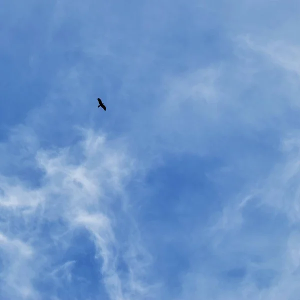 Bird Blue Sky Fluffy Clouds — Stock Photo, Image