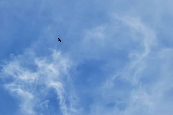 Pájaro Contra Cielo Azul Con Nubes Esponjosas —  Fotos de Stock