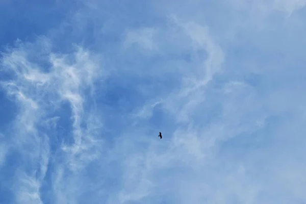 Bird Blue Sky Fluffy Clouds — Stock Photo, Image