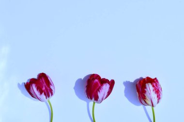 Anneler Günü için laleli kartpostallar için fotofon, Sevgililer Günü için bilgi günü, 1 Eylül 'de Duvar kağıdı kırmızısı ve sarı laleler için bilgi konsepti.