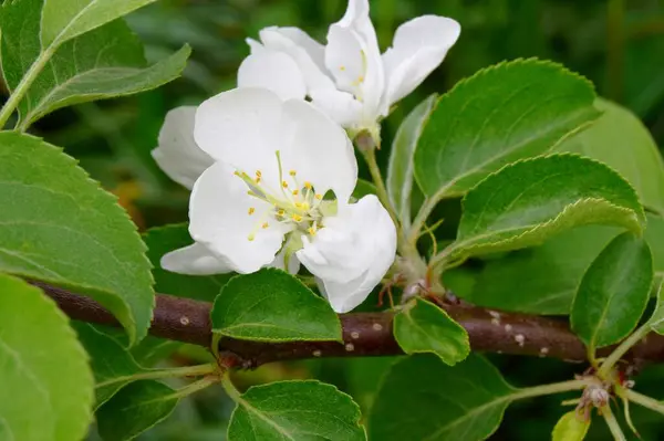 Elma çiçeği yakın plan. Elma ekimi, elma familyasından gül familyasından tanınmış bir türdür. Bu ekonomik açıdan çok önemli bir meyve türüdür..