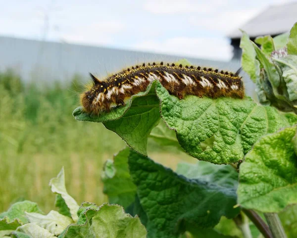 Coonworm otunun tırtılının tüylü larvası yeşil bir dulavın yaprakları üzerinde sürünüyor, seçici bir odak noktası.