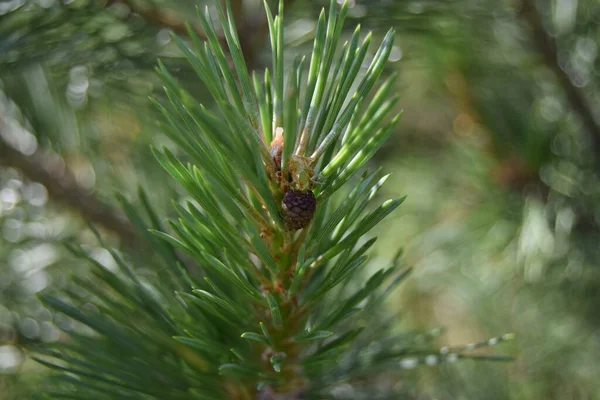 Pine branch with a young growing cone on the background of pine branches, closeup, soft focus,