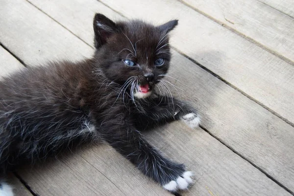 かわいいです黒と白の子猫で床に遊びます彼の舌ハングアウト — ストック写真