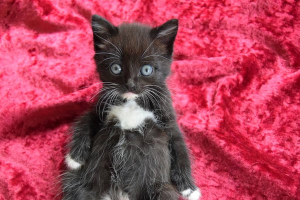 Cute surprised black and white kitten on the floor close-up on a lush plush background. The concept of a postcard or puzzle.