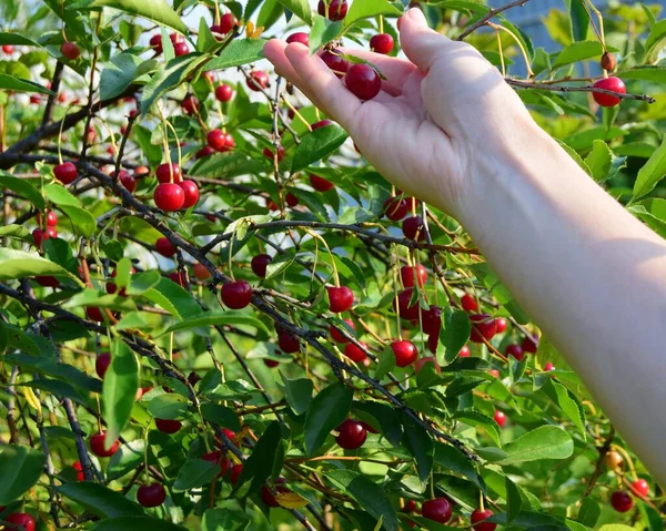 Tarım vişne toplama kavramı. Kadın eli kiraz topluyor. Yakın plan, arka plan seçici odak noktası.