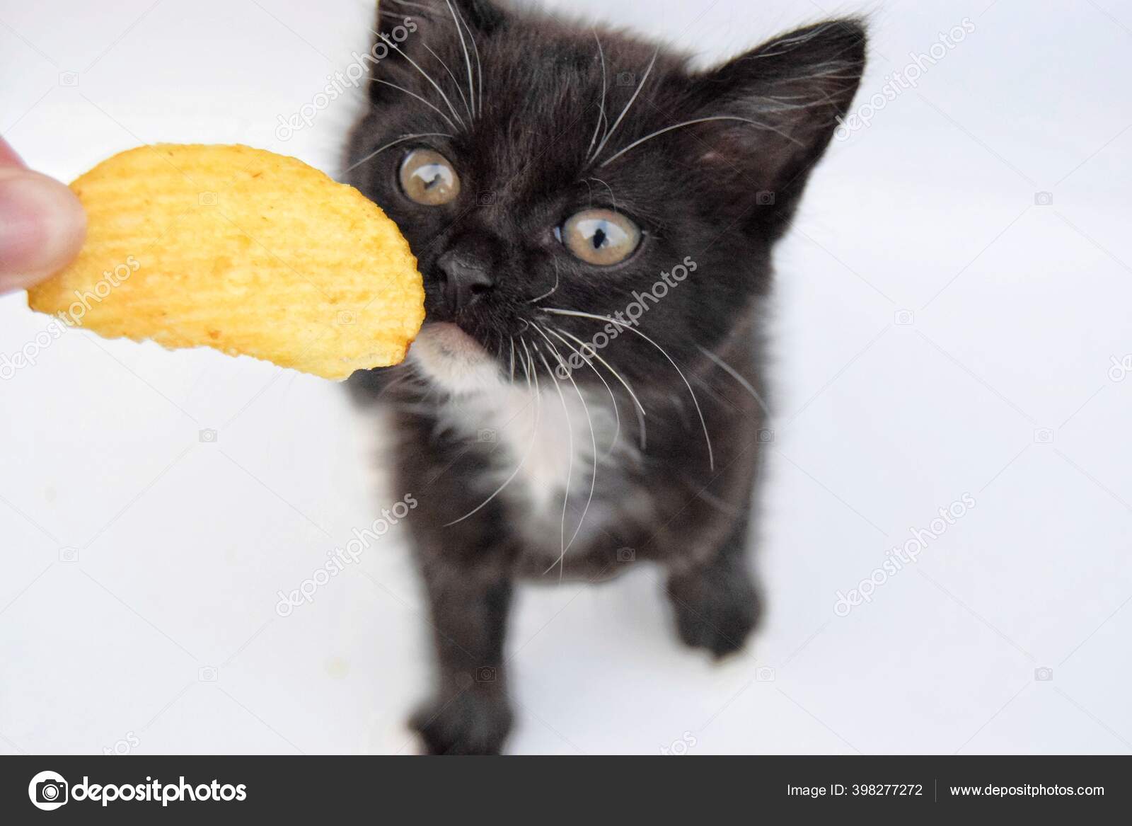 Junk Food Fluted Potato Chips Eaten Small Black White Kitten Stock