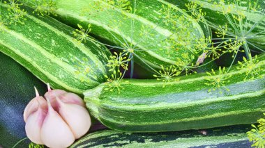 Zirai yeşil kabak, salatalık, dereotu ve sarımsak ekinleri toplama konsepti geliştirilmiştir. Kapat