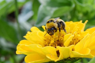 Büyük bir yaban arısı, sarı bir Cynia çiçeğinden polen toplar. Yakın plan, seçici odak noktası.