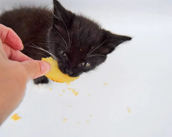 垃圾食品流过的薯片被一只黑白小猫咪吃掉 特写镜头 有选择的重点 — 图库照片