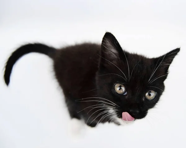 Pequeno Gatinho Preto Branco Está Lambendo Lábios Fundo Leve Close — Fotografia de Stock