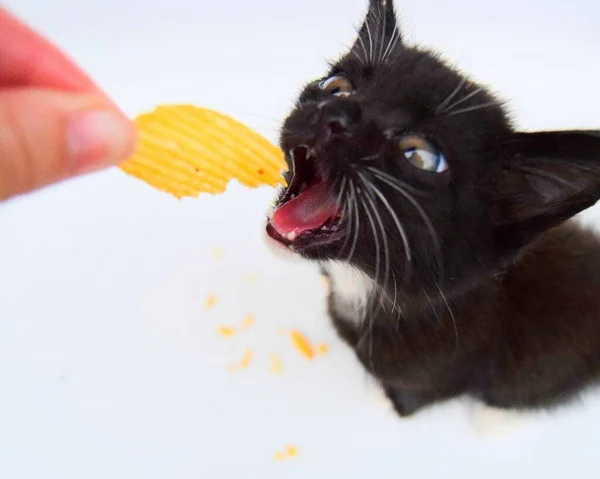 ジャンクフードのポテトチップスは黒と白の小さな子猫が食べます 近い将来選択的な焦点は — ストック写真