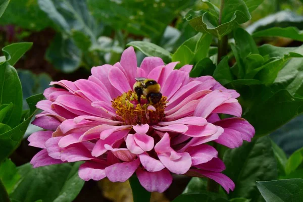 Single Pink Flower Zinnia Bee Which Collects Pollen Close Concept — Stock Photo, Image