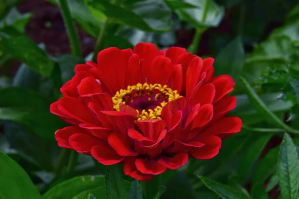 Uma Flor Tsinia Vermelha Close Foco Suave Conceito Cartão Saudação — Fotografia de Stock