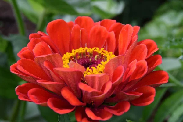 One Red Tsinia Flower Close Soft Focus Greeting Card Concept — Stock Photo, Image