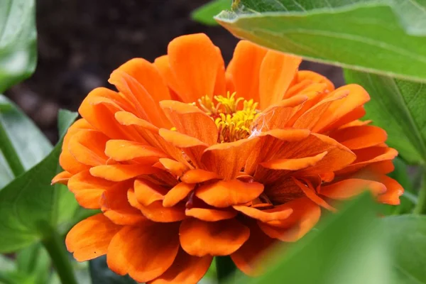 Orange Zinnia Flower Close Concept Greeting Card Mother Day Happy — Stock Photo, Image