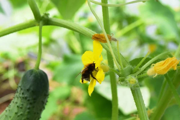 Concept Agricultural Green Cucumber Culture Greenhouse Pollination Yellow Flowers Cucumbers Royalty Free Stock Images